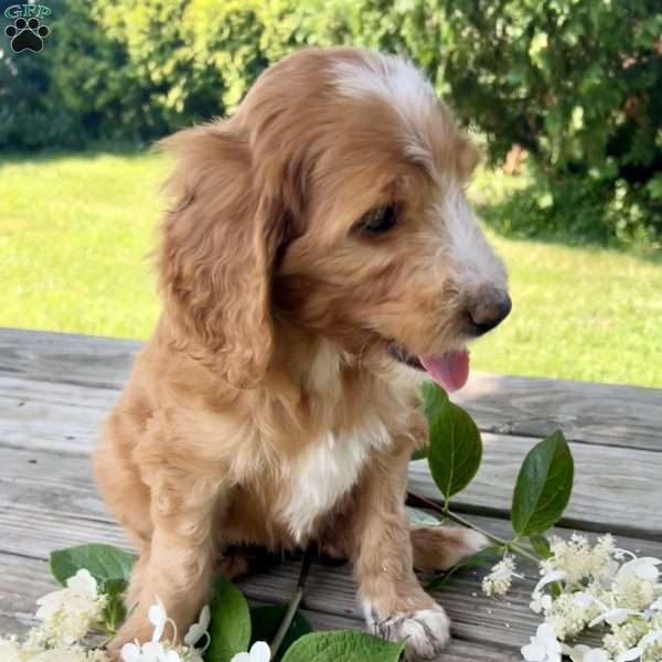 Sky, Goldendoodle Puppy