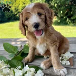 Sky, Goldendoodle Puppy