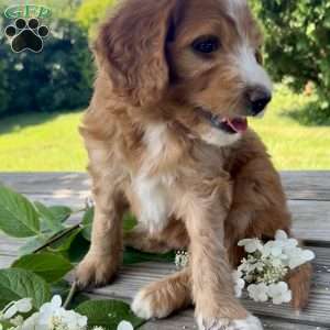 Sky, Goldendoodle Puppy