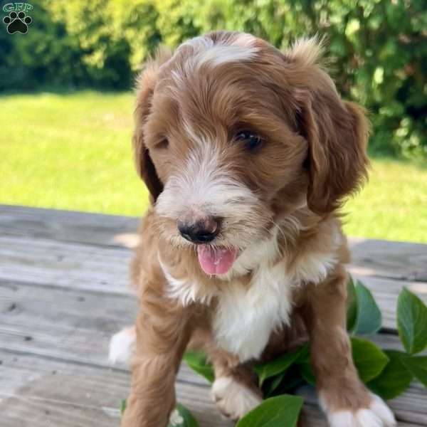 Sunbeam, Goldendoodle Puppy