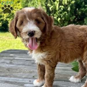 Sunbeam, Goldendoodle Puppy