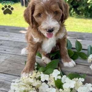 Sunbeam, Goldendoodle Puppy