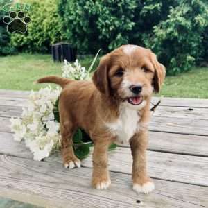 Rose, Goldendoodle Puppy