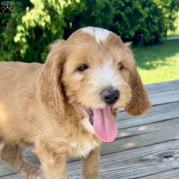Forest, Goldendoodle Puppy