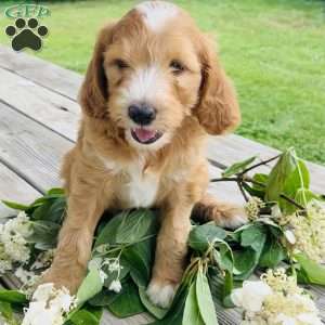 Forest, Goldendoodle Puppy