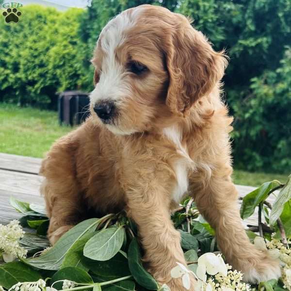 Hunter, Goldendoodle Puppy