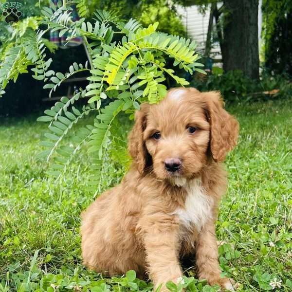 Bubbles, Goldendoodle Puppy