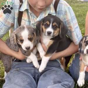 Willow, Beagle Mix Puppy