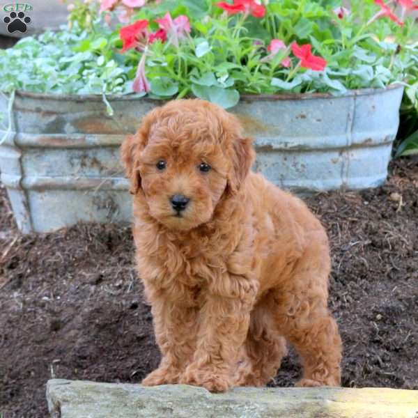 Gabby, Miniature Poodle Puppy