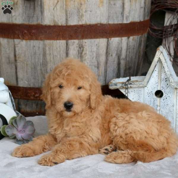Gabe, Goldendoodle Puppy