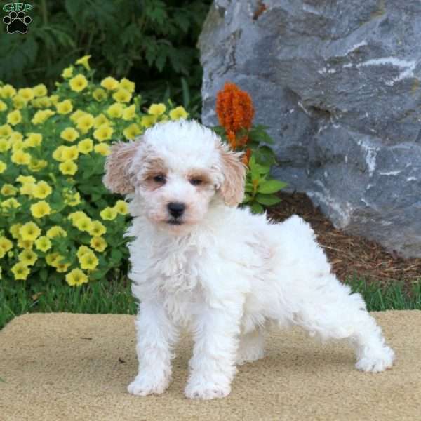 Gabe, Mini Schnoodle Puppy