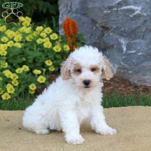 Gabe, Mini Schnoodle Puppy