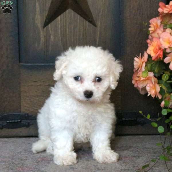 Gabrielle, Bichon Frise Puppy