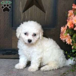 Gabrielle, Bichon Frise Puppy