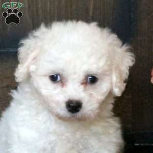 Gabrielle, Bichon Frise Puppy