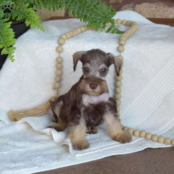 Gadget, Miniature Schnauzer Puppy