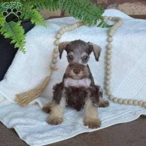 Gadget, Miniature Schnauzer Puppy