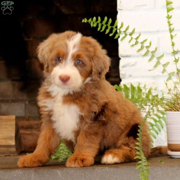 Gail, Mini Bernedoodle Puppy