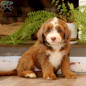 Gail, Mini Bernedoodle Puppy