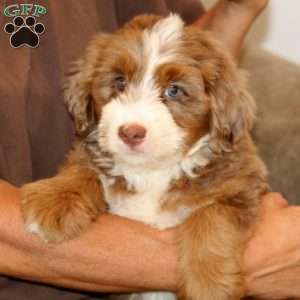 Gail, Mini Bernedoodle Puppy