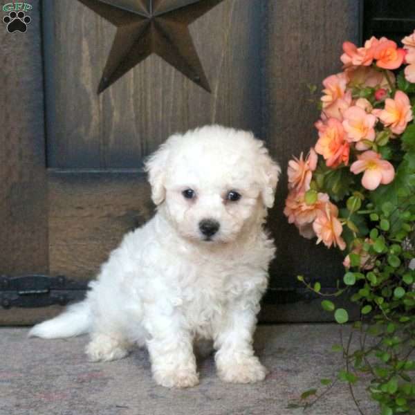Gavin, Bichon Frise Puppy