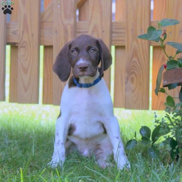 Gavin, German Shorthaired Pointer Puppy