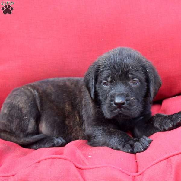 Gavin, English Mastiff Puppy