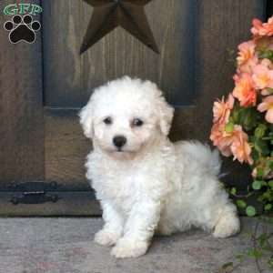 Gavin, Bichon Frise Puppy