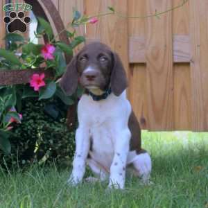 Gavin, German Shorthaired Pointer Puppy