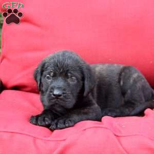 Gavin, English Mastiff Puppy