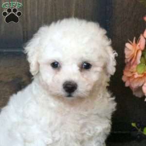 Gavin, Bichon Frise Puppy