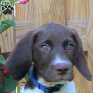 Gavin, German Shorthaired Pointer Puppy