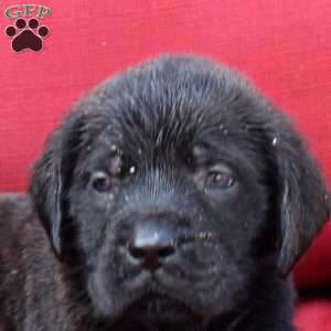 Gavin, English Mastiff Puppy
