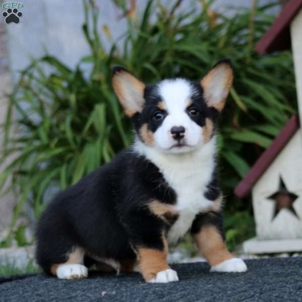 Gavin, Pembroke Welsh Corgi Puppy