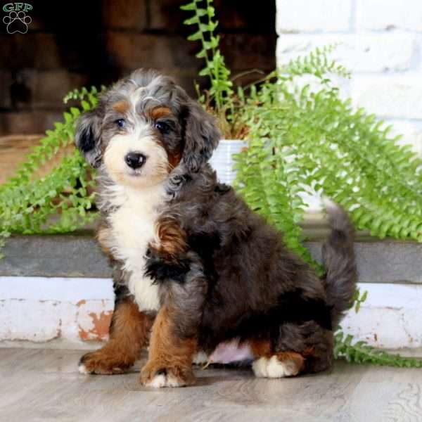 Gavin, Mini Bernedoodle Puppy
