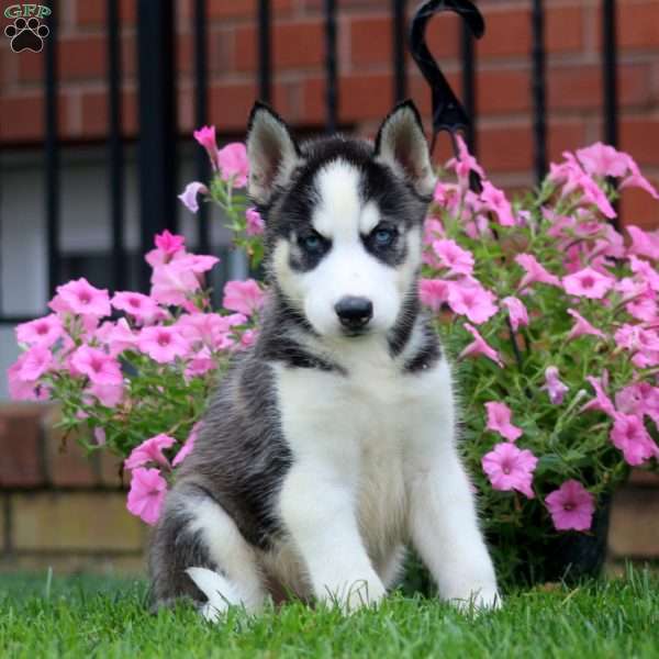 Gavin, Siberian Husky Puppy