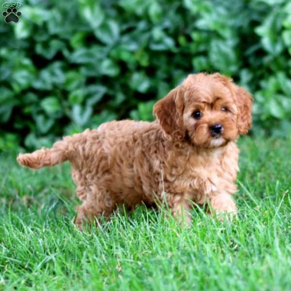 Gavin, Cavapoo Puppy