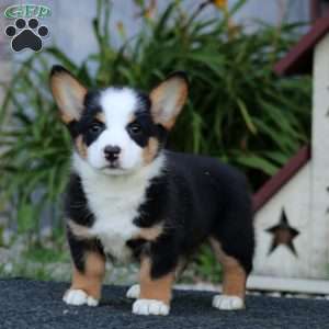 Gavin, Pembroke Welsh Corgi Puppy