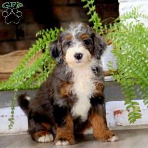 Gavin, Mini Bernedoodle Puppy