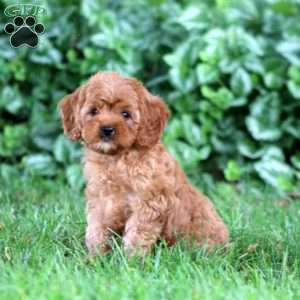 Gavin, Cavapoo Puppy