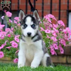 Gavin, Siberian Husky Puppy
