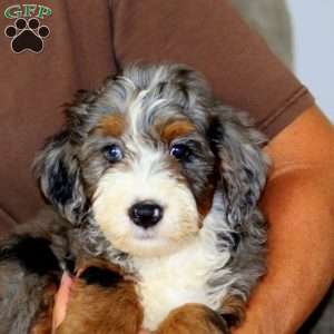Gavin, Mini Bernedoodle Puppy