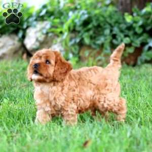 Gavin, Cavapoo Puppy