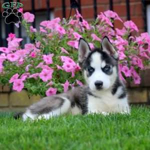 Gavin, Siberian Husky Puppy
