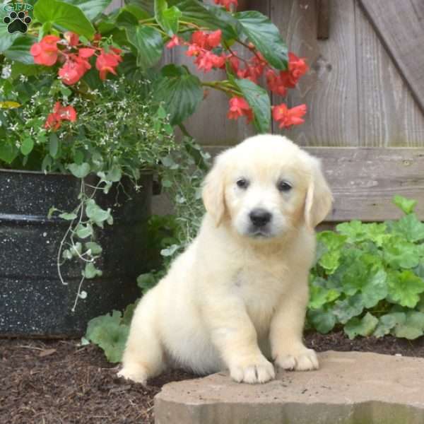 Gemma, English Cream Golden Retriever Puppy