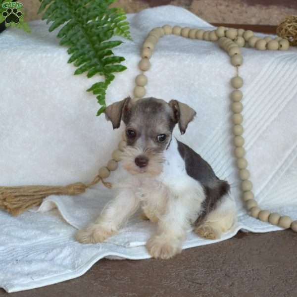 Gemma, Miniature Schnauzer Puppy