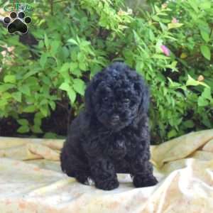 Gemma, Yorkie Mix Puppy