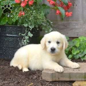 Gemma, English Cream Golden Retriever Puppy