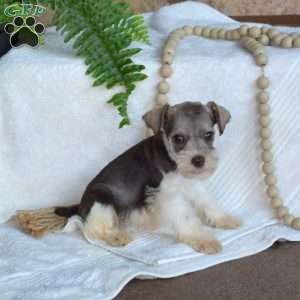 Gemma, Miniature Schnauzer Puppy