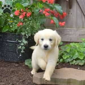 Gemma, English Cream Golden Retriever Puppy